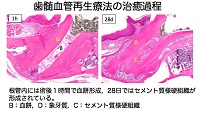 研究内容イメージ