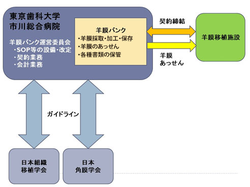 羊膜の研究