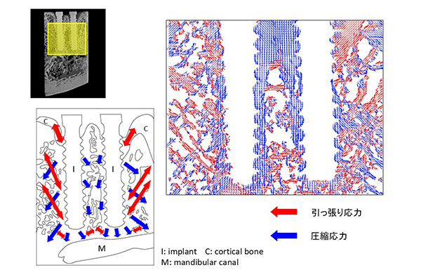 解剖学講座の研究