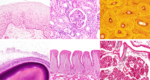 組織・発生学講座の特徴