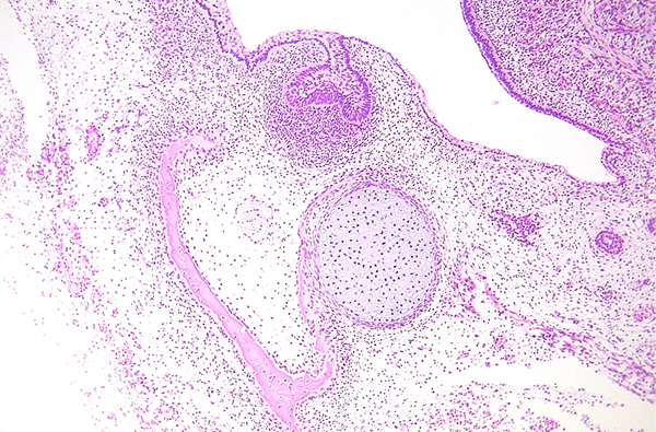 組織・発生学講座の教育