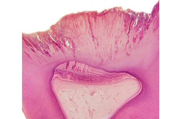 組織・発生学講座の教育