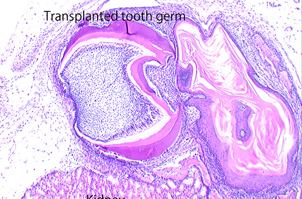 組織・発生学講座の研究