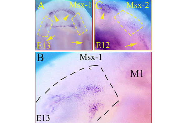 組織・発生学講座の研究
