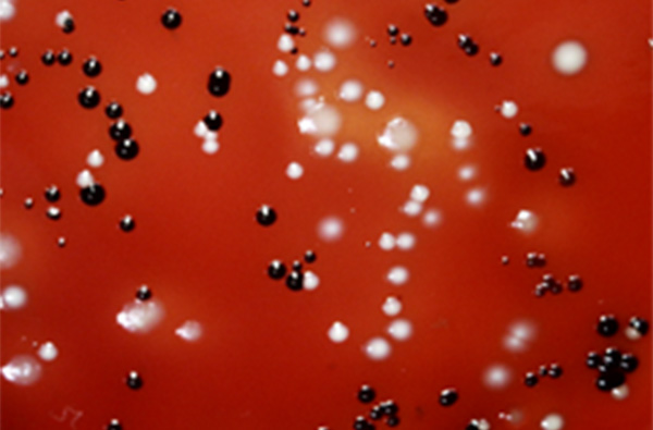 微生物学講座の教育