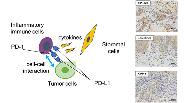 口腔病態外科学講座の研究