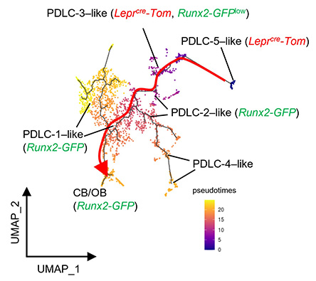 歯科矯正学講座の研究