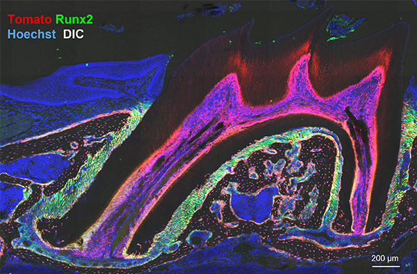 薬理学講座の研究