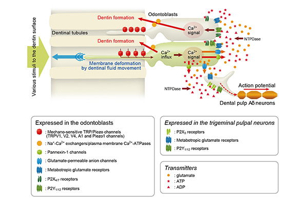 生理学講座の研究
