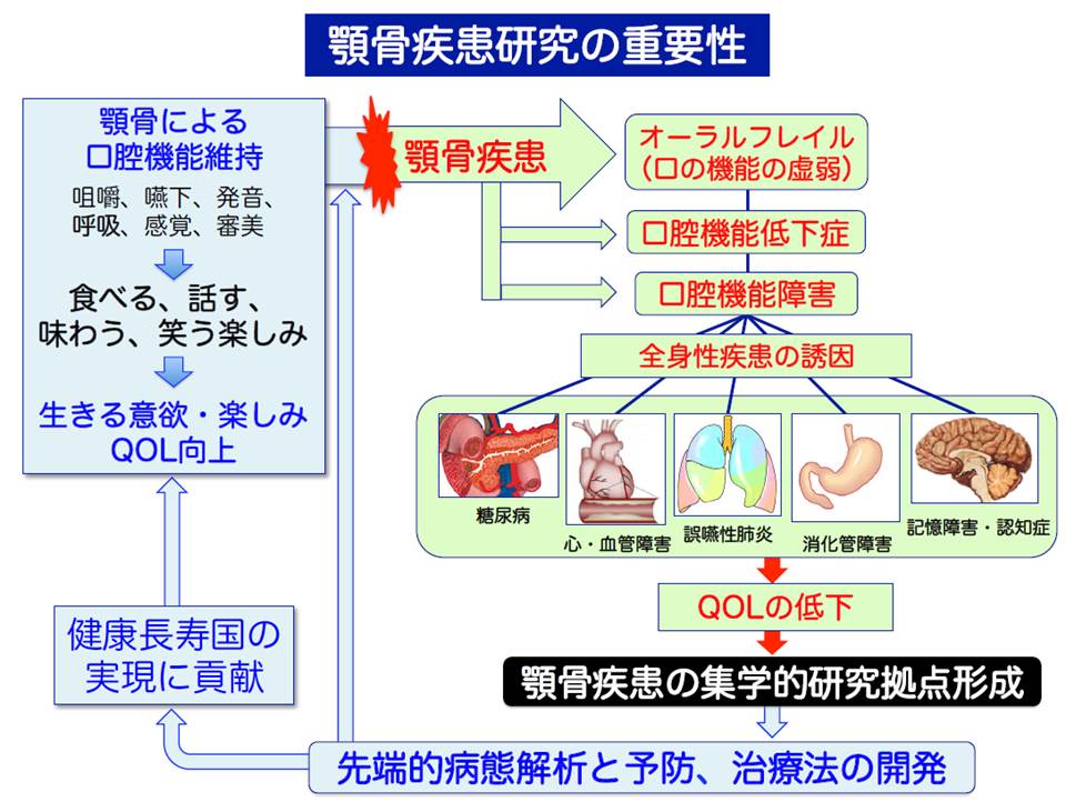 顎骨疾患研究の重要性