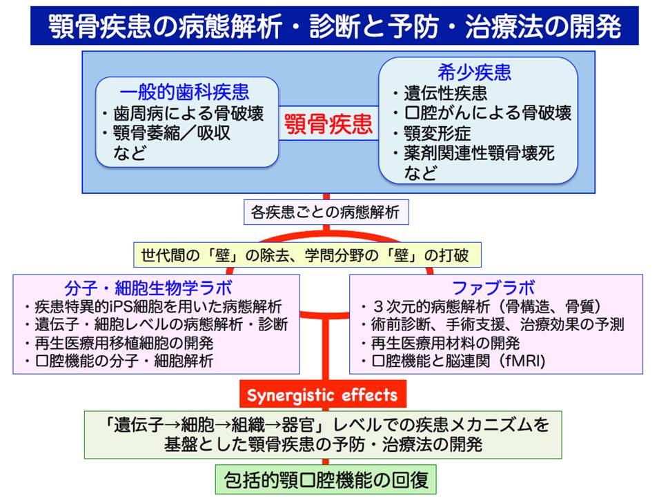 顎骨疾患の病態解析・診断と予防・治療法の開発