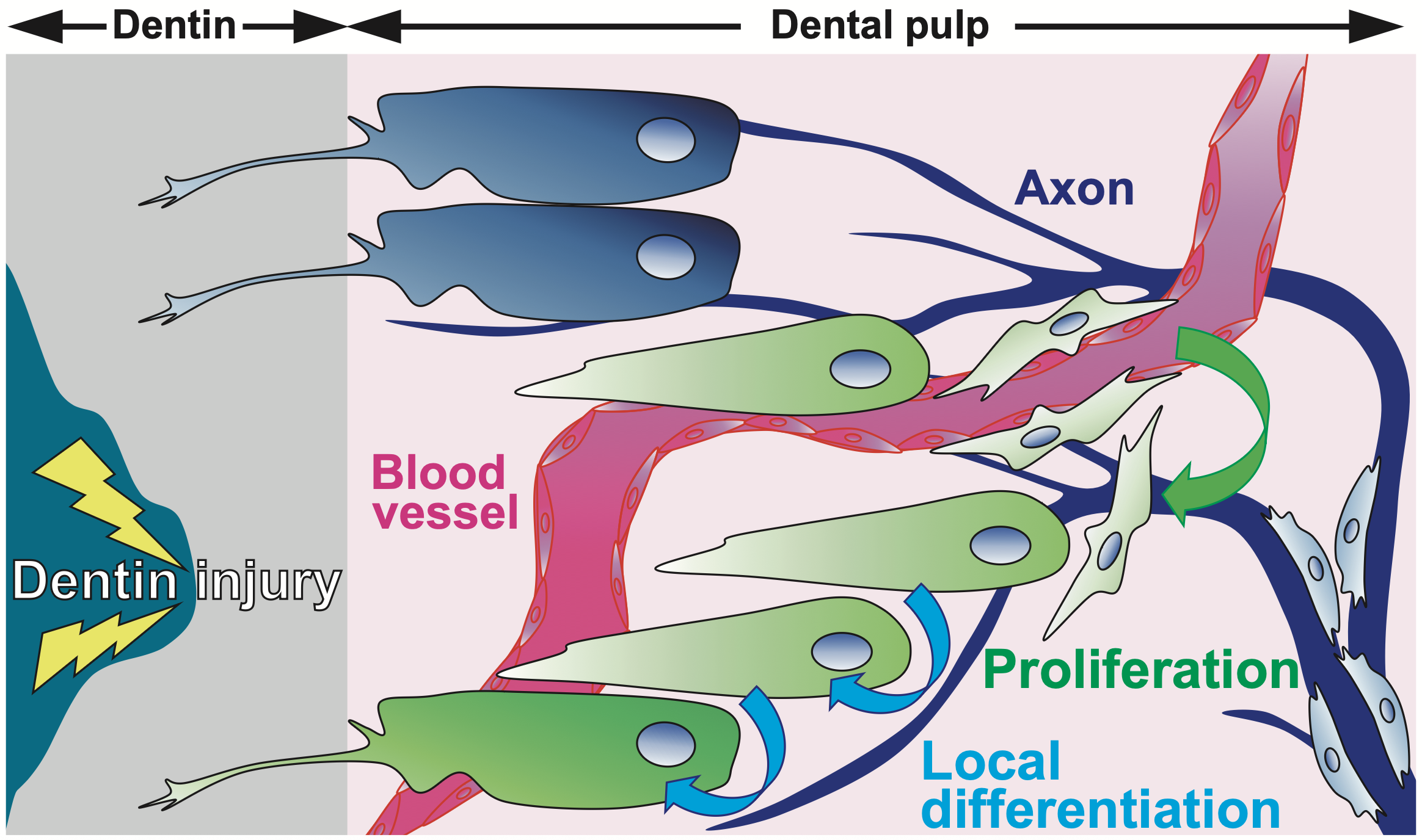 黄地健仁講師 第27回日本生理学会奨励賞(2025年度)を受賞