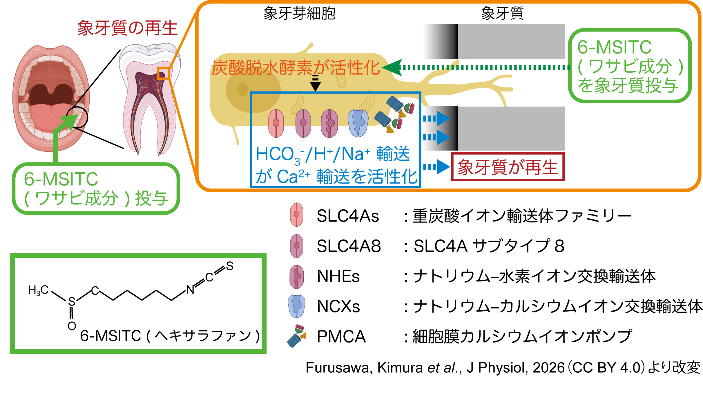 【研究成果】ワサビで歯の再生が可能に：歯（象牙質）の再生にワサビ成分が有用であることを明らかにしました